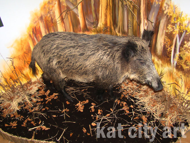 Zdjęcie: scenka z dzikiem.jpg